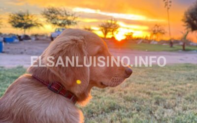 Max, el golden retriever que defendió a su dueña durante un asalto y ahora es querido por toda su comunidad