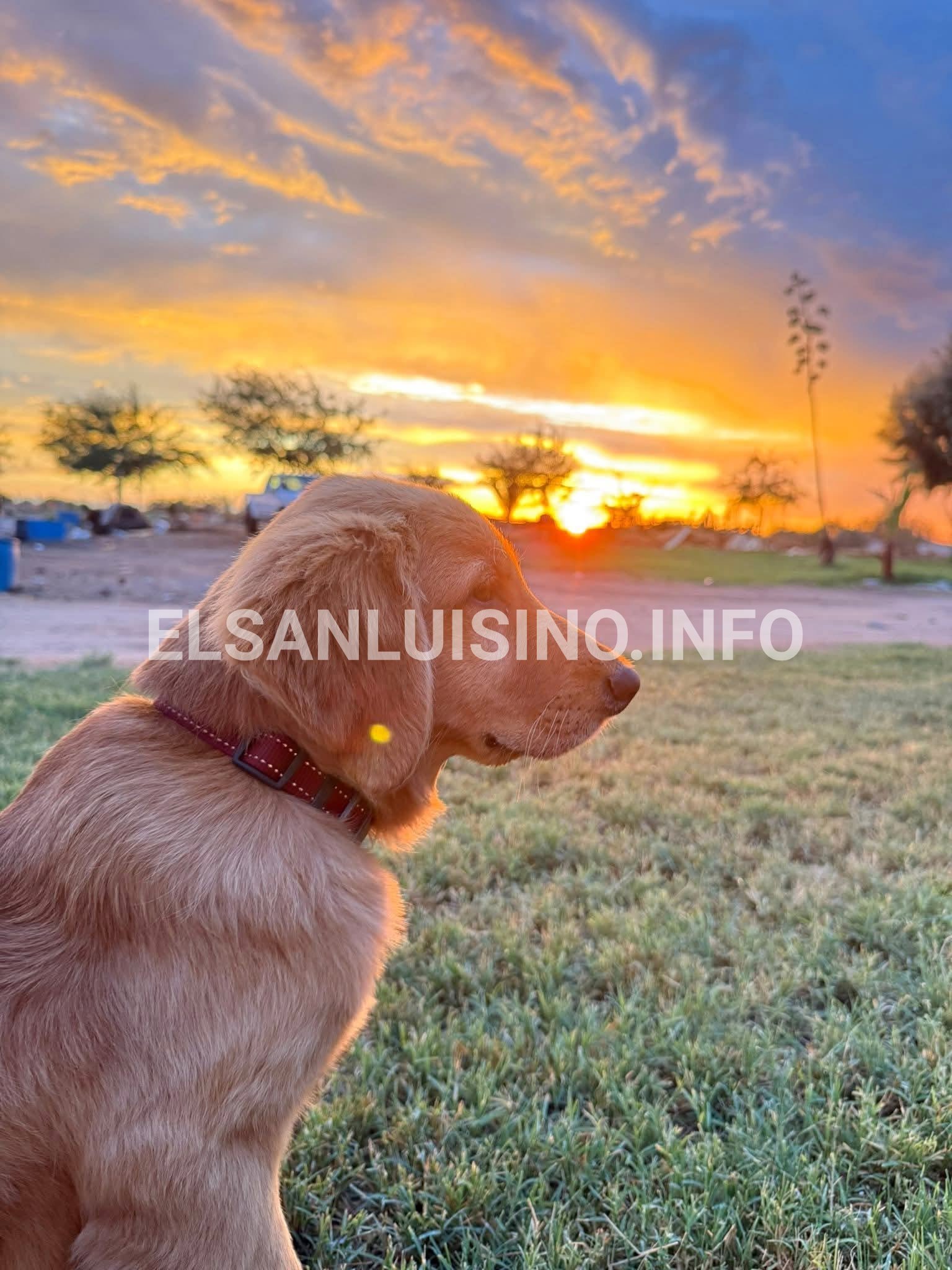 Max, el golden retriever que defendió a su dueña durante un asalto y ahora es querido por toda su comunidad