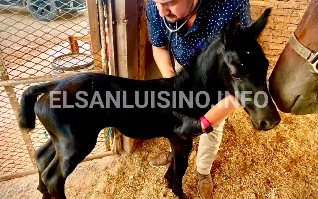 Atención durante las primeras horas, clave para garantizar la salud de un potro recién nacido