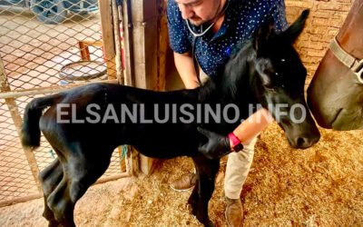 Atención durante las primeras horas, clave para garantizar la salud de un potro recién nacido