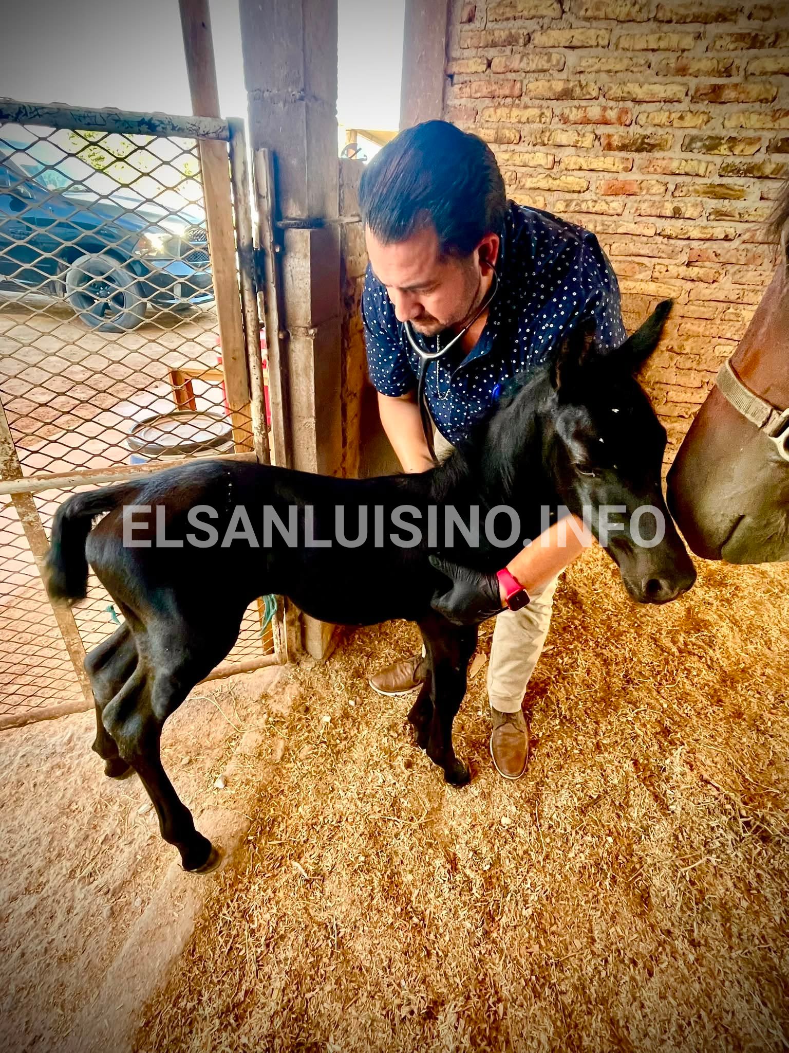 Atención durante las primeras horas, clave para garantizar la salud de un potro recién nacido